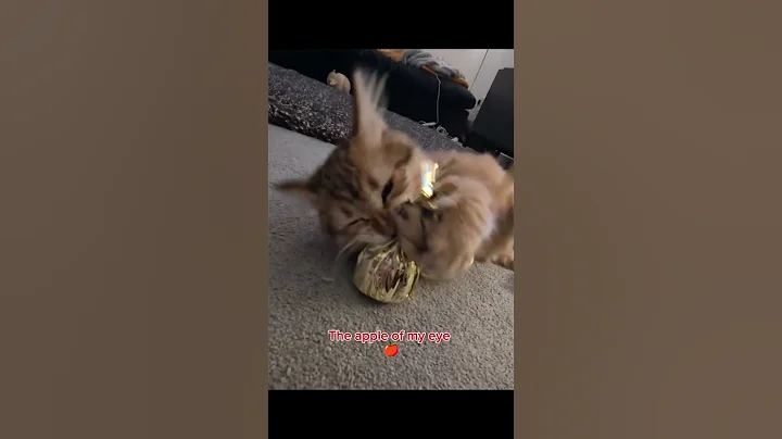 Watch the video about Your Evies sweetie pie she might cry 😭😸 #cute #siberian #kitten #subscribe