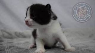 Ragdoll Non Standard Genetta