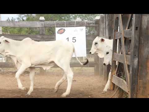 LOTE 15 CORTE 40 FEMEAS