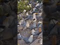 鳳頭燕鷗跳障礙欄 - 馬祖鐡尖燕鷗直播