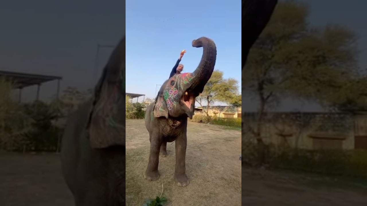 😱😱🌿 Cute Feeding Moments @ Elephant Park #shortvideo