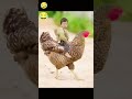 #funny #comedy #viral #memes #popular#trending #ytshorts #art#dailymemes #ytreels#viralreel #todayv