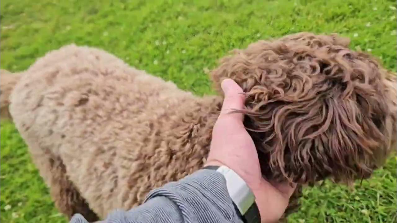 Training reactivity/aggression without prong collars etc YouTube