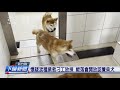 北部柴犬安置