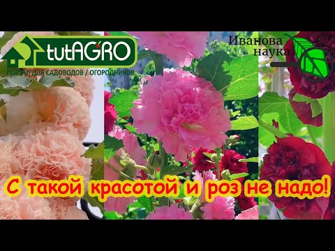 Этот красивый многолетник затмит розы! Сейте его прямо в грунт! Его полюбили многие садоводы.