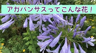 アガパンサス Youtube