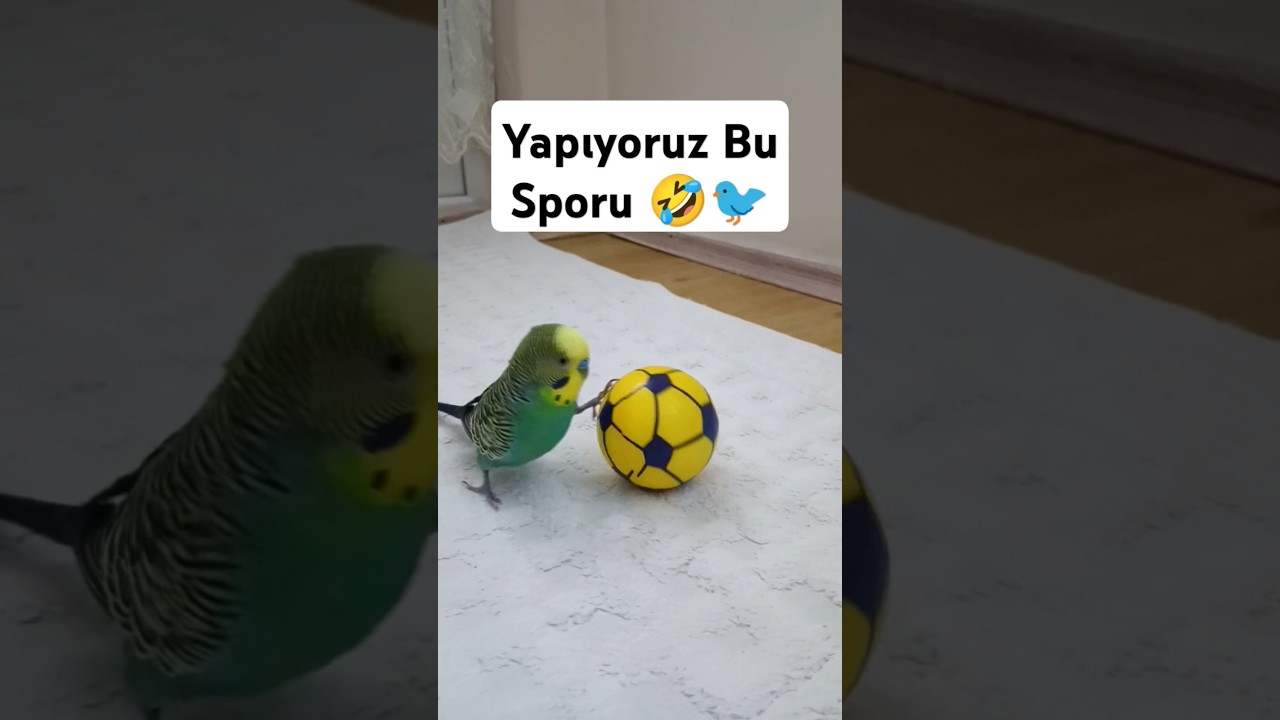 Yapıyoruz Bu Sporu #cr7 #ronaldo #muhabbetkuşufıstık #muhabbetkusu #muhabbetkuşuçiftleşme #futbol