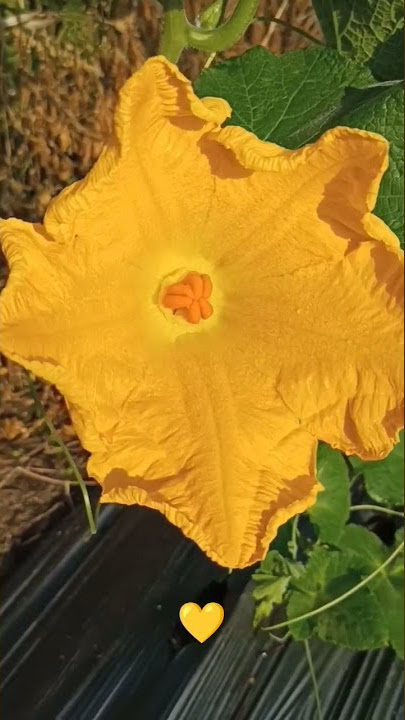 Pumpkin Flower 🎃 #short #halloween #reels #instagram #nature #farming #indian #shorts #veggies #op