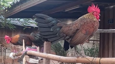 qaib dib poj 26.1.2025