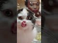 ¿POR QUÉ los GATOS ODIAN el AGUA? 🐱💦 (Ciencia Explicada)