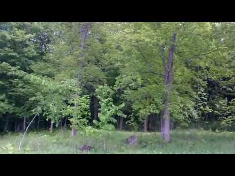 Managing Vermont's Invasive Plant Species