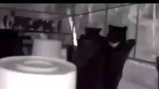 Heve you ever seen a bat rave?