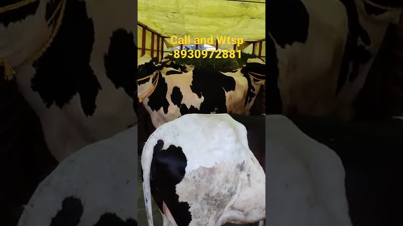 HF Cow Supply in Madhya Pradesh. Pure HF Cow and Cross Breed Cow Always available for Sale