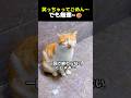 【 くしゃみが止まらない猫、可愛すぎて反則 w 】