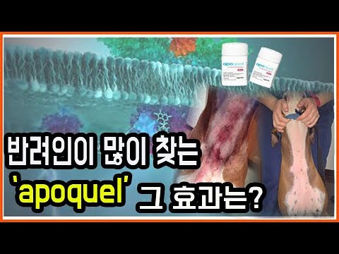 강아지 피부질환제 &rsquo;아포퀠&rsquo;,그 효과는?