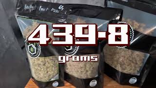 EP. 5 (Granite Haze F5 x Purple punch x iced latte) by Speedrunseeds 88 Days (Seed 2 Darkness) C+
