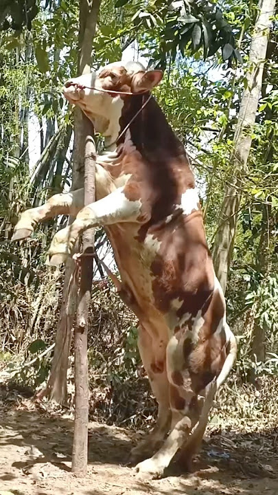 My cow asked to mate when she saw a beautiful cow #cow #funnycow #beautiful #mating #shorts #come...