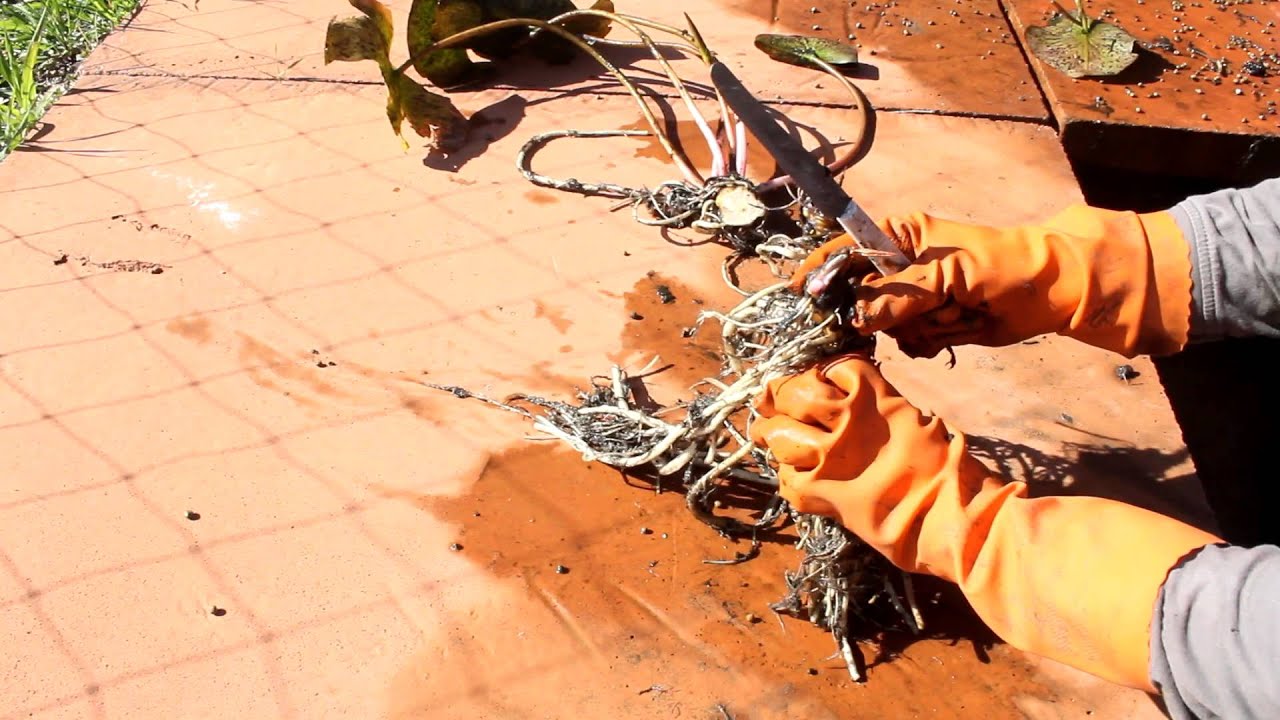 Preparing a Hardy water lily rhizome for planting