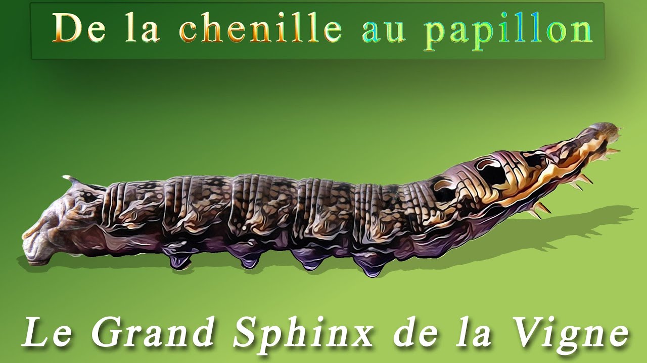 Le Grand Sphinx de la Vigne De la chenille au papillon the elephant — free download