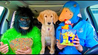 Police Rubber Ducky Surprises Gorilla With Car Ride Chase!