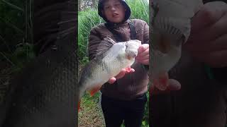 Großer Barsch #angeln #barschangeln #fishing #Gummifisch #Jiggen
