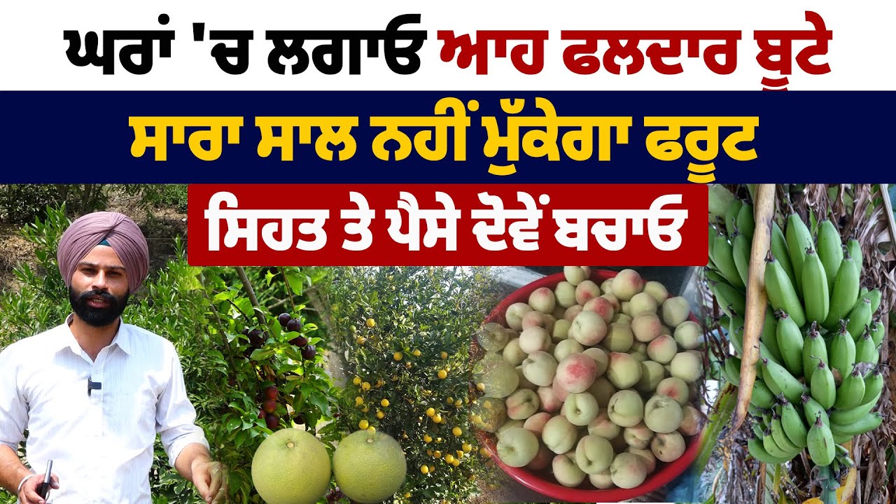 ਘਰਾਂ ‘ਚ ਲਗਾਓ ਆਹ ਫਲਦਾਰ ਬੂਟੇ, ਸਾਰਾ ਸਾਲ ਨਹੀਂ ਮੁੱਕੇਗਾ ਫਰੂਟ, ਸਿਹਤ ਤੇ ਪੈਸੇ ਦੋਵੇਂ ਬਚਾਓ