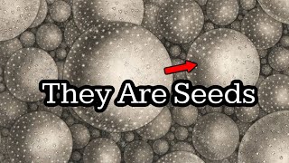 Why “Faith The Size Of A Mustard Seed” Can Bend Reality