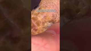 Celebrity Removing the old skin from the snake Indian Rock Python and king kobra #snake #Shorts #ytshorts Profile