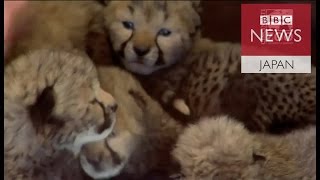 チーターの赤ちゃん　犬がお母さん代わり