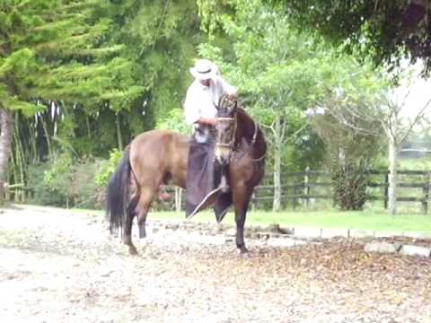 caballo cambalache capon