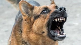 DOGS BARKING to Make your Dog Bark 6|Dog Breeds Barking Sound Effects