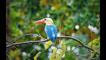 Our Wildlife Vacations - Borneo, Kinabatangan Riverside Lodge