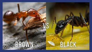 Brown ant vs Black ant treatment