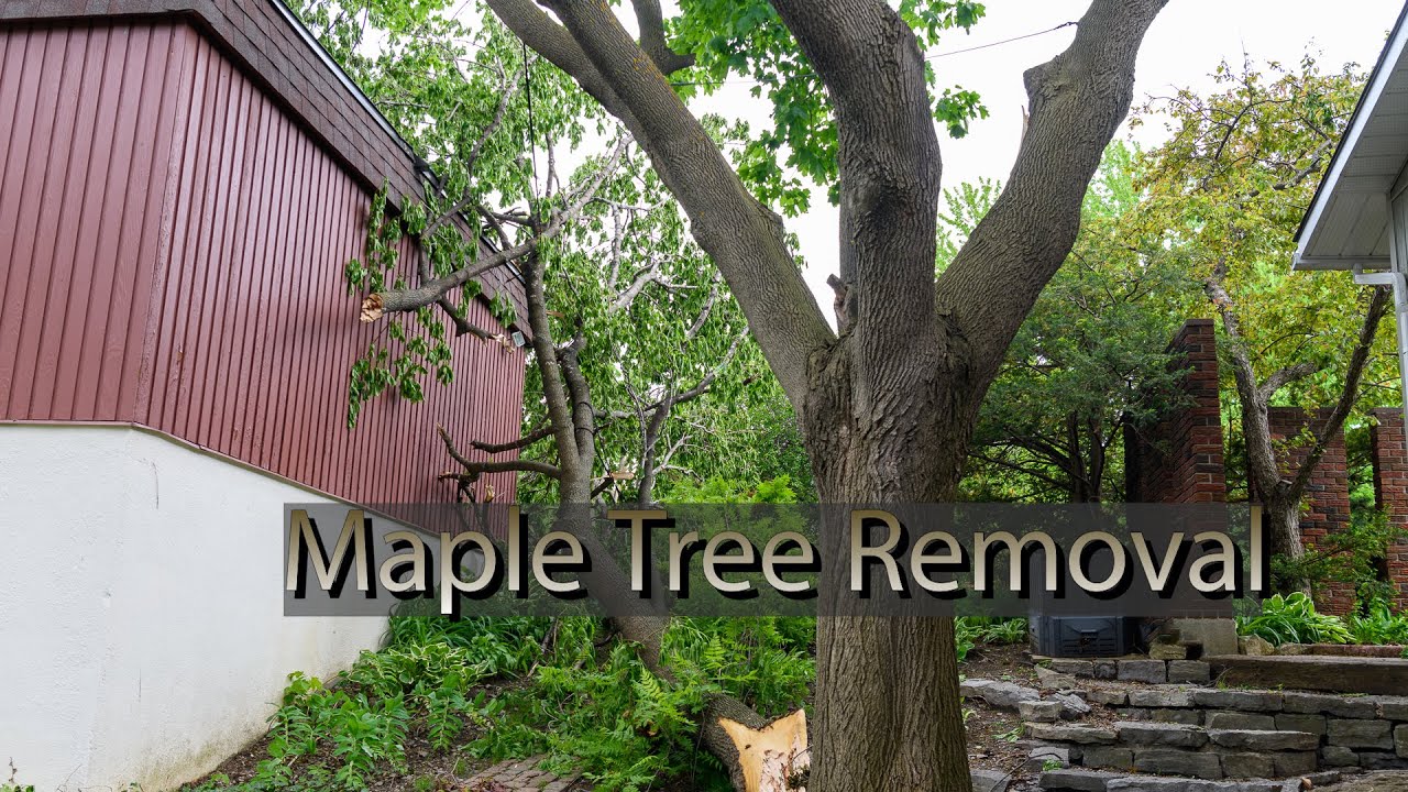 Maple Tree Removal - YouTube