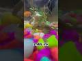 This Fish Refuses to Die 😳🧟♂️