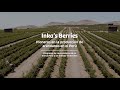 Inka&#39;s Berries: pioneros en la producción de arándanos en el Perú