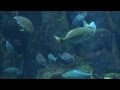 男鹿水族館GAO、男鹿半島 の動画、YouTube動画。