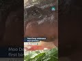 The world's favourite pygmy hippo Moo Deng has celebrated her first birthday | ITV News