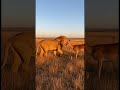 The#lion#is#one#of#the#most#famous#animals#