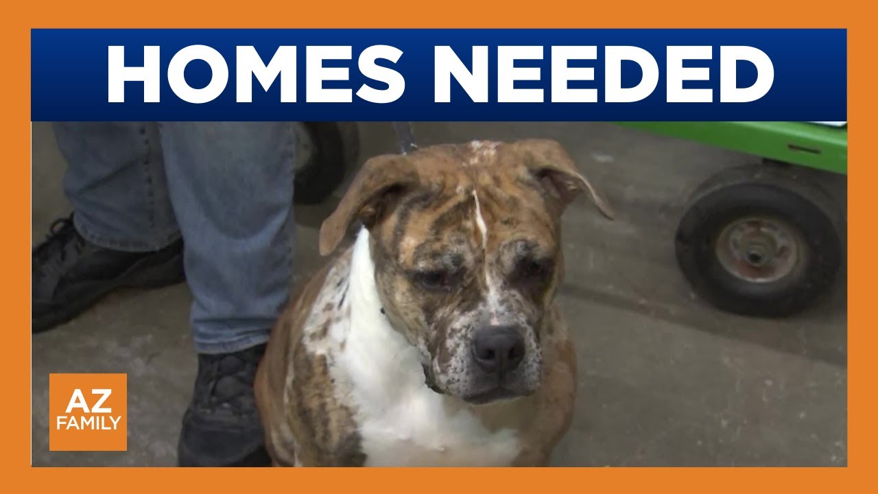 Forever families needed for pets at Casa Grande shelter - YouTube