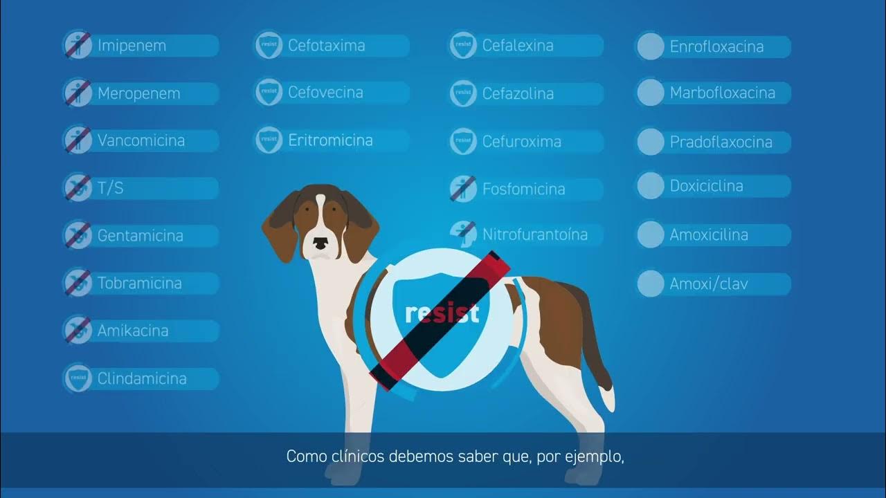 C mo interpretar un antibiograma paso a paso youtube