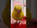 鳥の一言毎日聞いてたんだけど