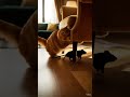 mouse chases #ai #funnycat #surreal