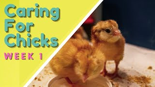 Raising Newborn Chicks: Brooder Box Set Up &amp; Name Announcement!