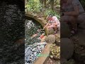 Ручные, как котята. Только мокрые и в чешуе 😂🐠 #кои #рыбки #наприроде #спокойствие #travel #fish