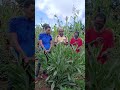 Barnoota Waa Ee Qorichaa Aadaa Subscribe Godhaa Hordofaa 