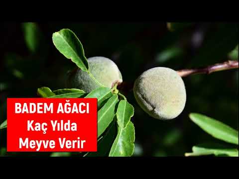 Video: Neden Badem Ağacı Meyvem Olmaz - Badem Ağacında Fındık Olmamasının Nedenleri