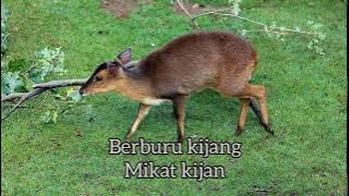 suara kijang betina buat manggil kijang jantan