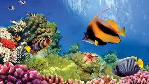 Ocean Habitats: Ocean Life Education Primary Curriculum Resource 1