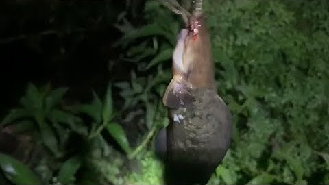 Câu cá rô và trê vàng long an ||Đổ Ngọc Hồ